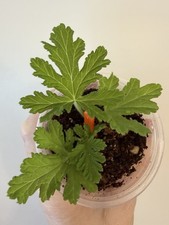 Pelargonium graveolens