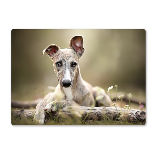 Metal wall sign dogs whippet - wall,