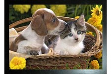 BLACK FRAMED PUPPY AND KITTEN