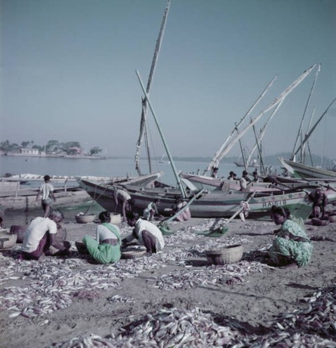 Koli men women prepare - , freshly