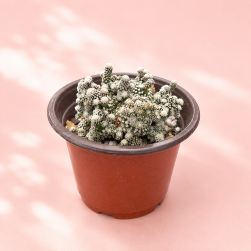 Mammillaria gracilis arizona - mammillaria,