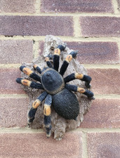 Vivid Arts Real Life Tarantula Garden Ornament Spider Statue Gift Ideas