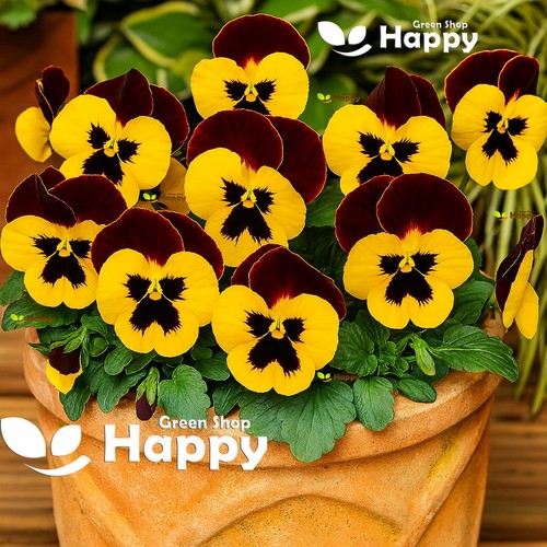 Flower pansy swiss giant red - -,