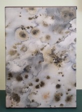 SIGNED LTD Riddley Walker