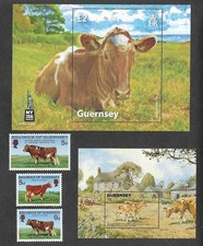 Cattle Farm Animals Guernsey Bull and Cows mnh