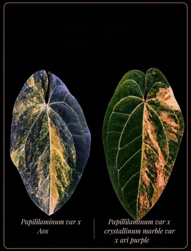 Anthurium pap var aos - aos,