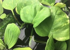 Pothos nitrate remover - x,