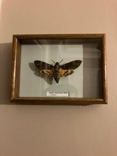 Framed Death’s Head hawkmoth