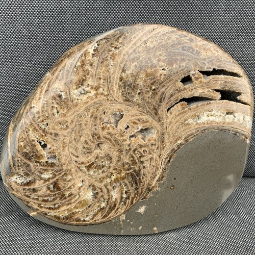Polished nautilus rare - nautilus,