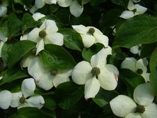 Cornus kousa, FLOWERING DOGWOOD, summer flowering, edible, 15cm tall plant