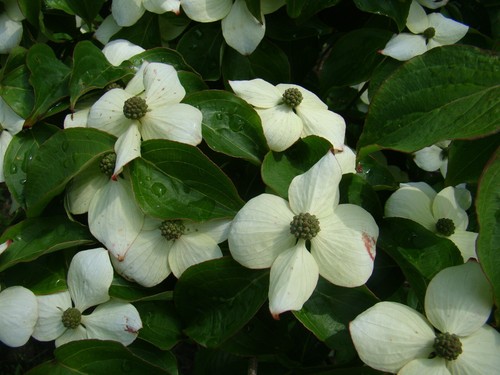 Cornus kousa flowering - kousa,,