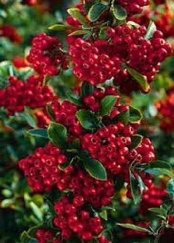 10x firethorn pyracantha red - 10x,