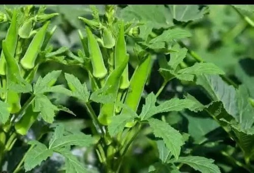 Okra seeds high yielding - seeds,