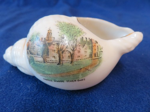 Grafton crested china whelk - grafton,