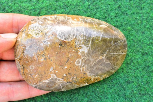 Fossil coral head - coral, polished