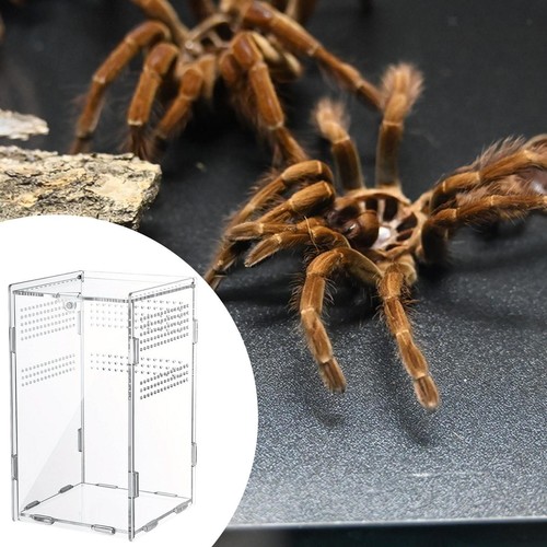 Jumping spider enclosure - spider,