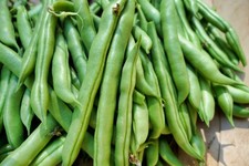 Climbing French Bean Blue Lake