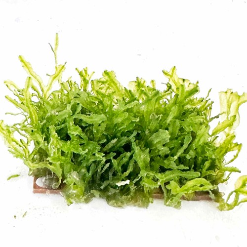 Monosolenium tenerum - –, ×