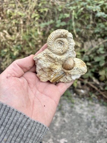 Parkinsonia fossil ammonite - parkinsonia,