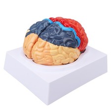 Human Brain Anatomical Model Clear Structure Anatomical Brain Assembled Model