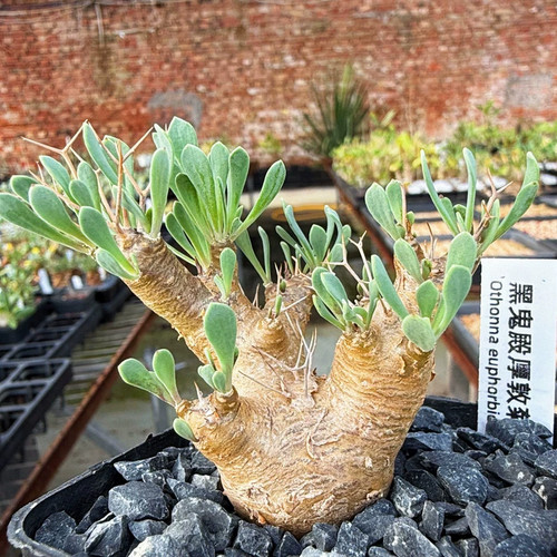 1pcs 7cm seedgrowth - 6-7cm, othonna