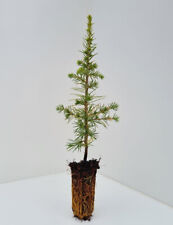 1 Cedrus Atlantica - Atlas Cedar - 20/30cm cell grown