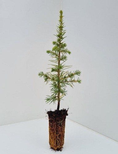 Cedrus atlantica atlas - atlantica,