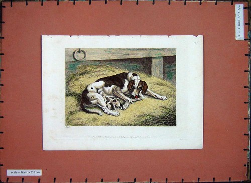 Original old antique print - antique,