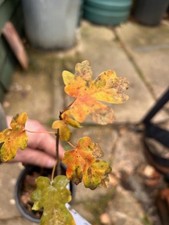 Field Maple tree Saplings
