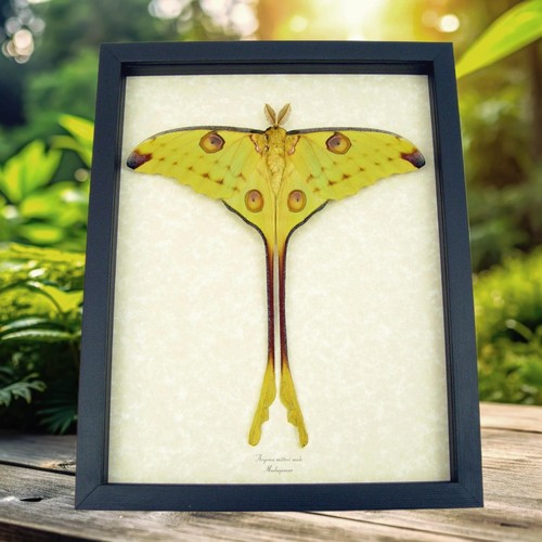 Resting comet moth argema - resting,