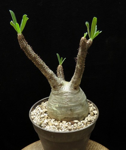 Pachypodium