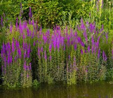 Lythrum salicaria purple - salicaria, (purple