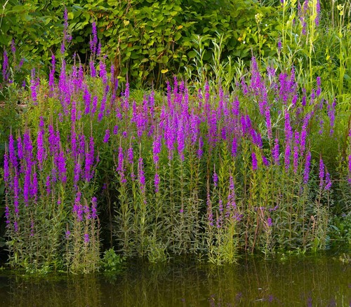 Lythrum salicaria purple - salicaria, (purple