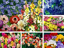 15-50 GARDEN/PATIO SUMMER FLOWERING BULBS CORM PERENNIAL BLUE,RED...GARDEN PLANT