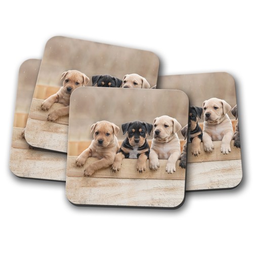 Set american staffy - american,