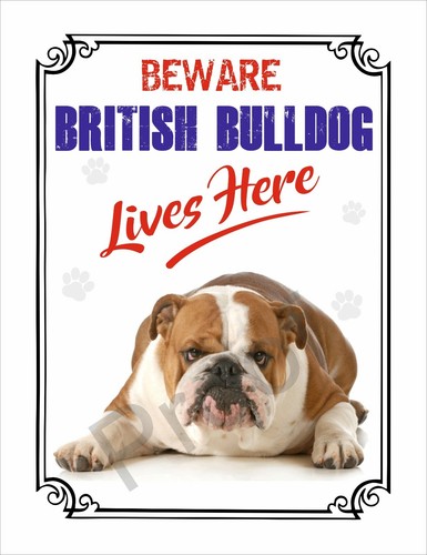 Beware british bulldog - bulldog, lives