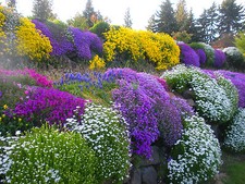ALPINES DWARF PERENNIAL - ROCKERY GARDEN MIXTURES FLOWER SEEDS - 0.5g - SEEDS