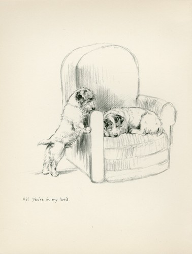 Sealyham terrier dogs chair - sealyham,