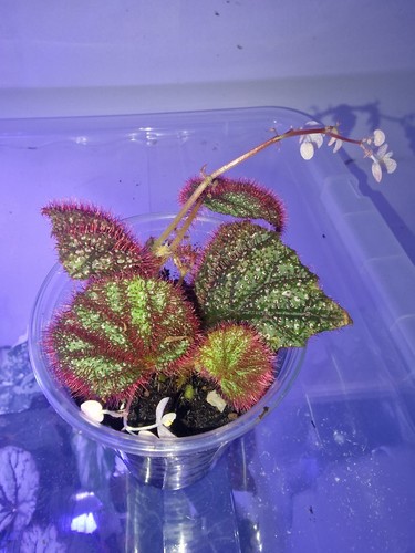 Begonia lahad datu - lahad,