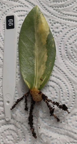 Zamioculcas zamiifolia - zamioculcas,