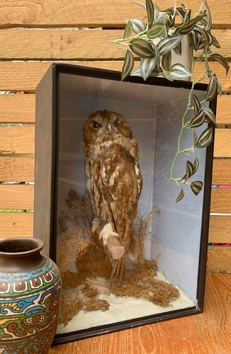 Antique victorian bird prey - of,