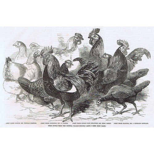 Prize fowls cochin - prize,