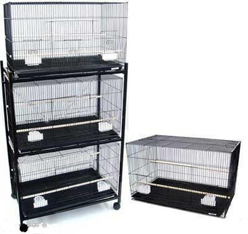Lot bird flight - bird, breeding
