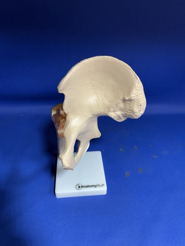 Anatomical hip joint - anatomical, model