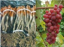 2x  rootstok graft vines