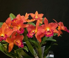 Cattleya Orange. Strongly
