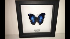 Great Blue Hookwing Butterfly in Box Frame Taxidermy Insect Art 