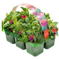 6 x Basket Plants Fuchsia