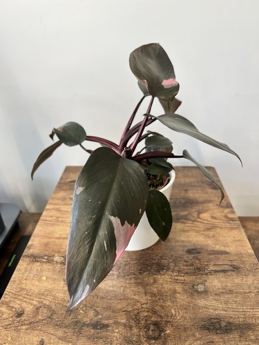 Philodendron pink - philodendron, ‘pink