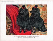 MINIATURE POODLE DOGS LOVELY 1932 COLOUR ART PRINT by F. T. DAWS